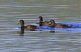 New Zealand Scaup